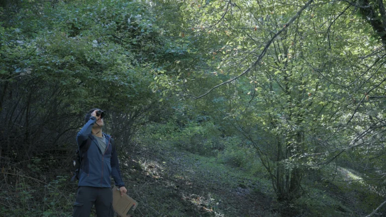 言葉なき森 Wordless Forest 発売日決定