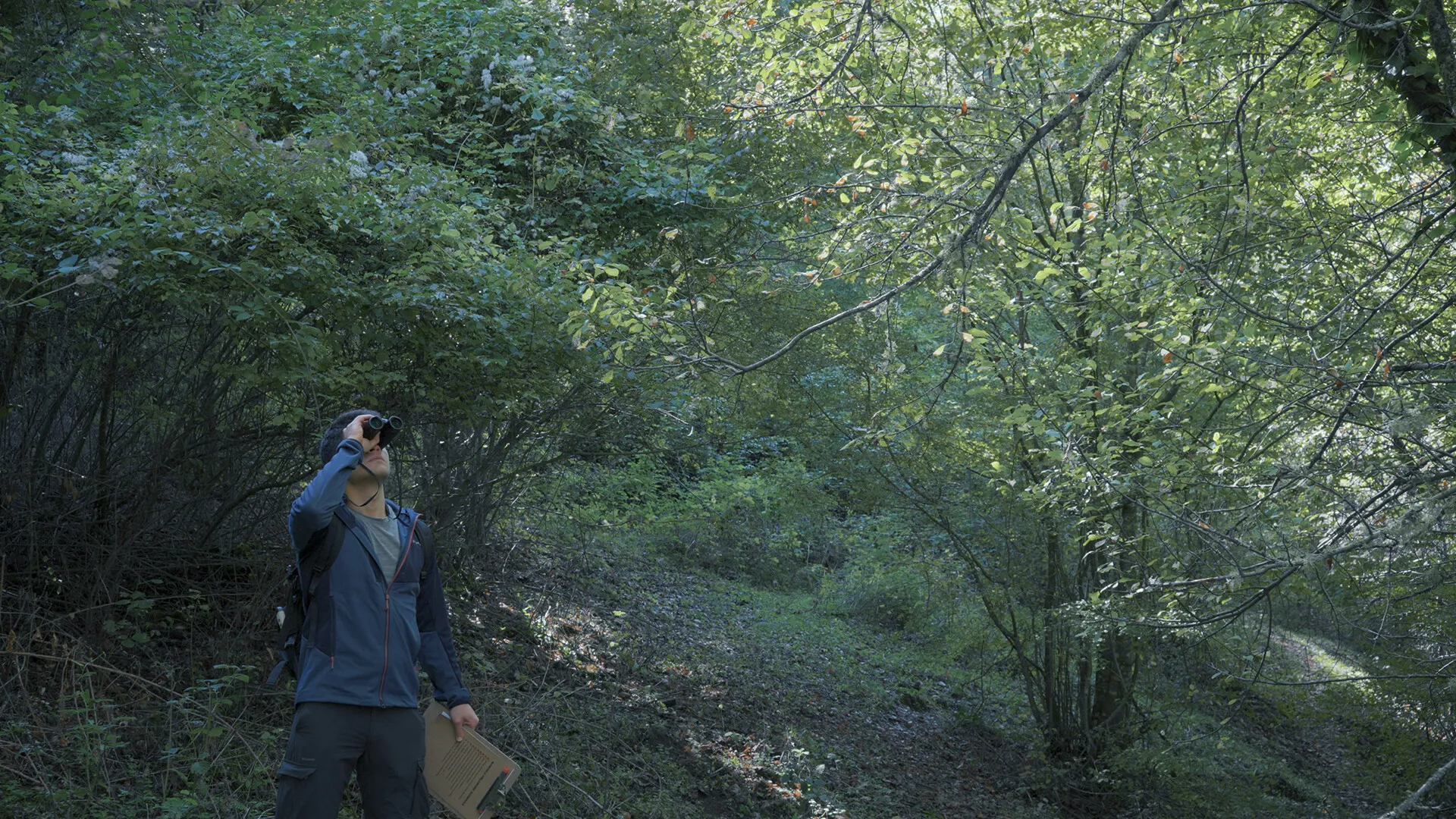 言葉なき森 Wordless Forest